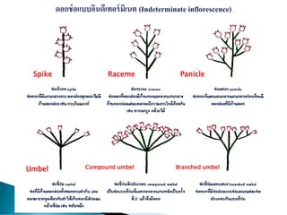 Spike Raceme Panicle
Umbel Compound umbel Branched umbel
 