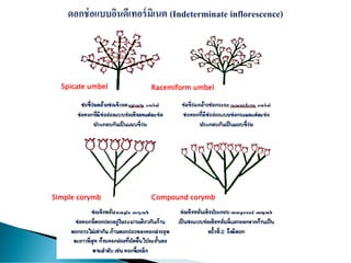 Spicate umbel Racemiform umbel
Simple corymb Compound corymb
 