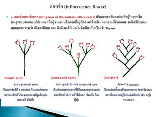  2. ดอกช่อแบบช่อกระจุก (Cymose or Determinate inflorescence) เป็นดอกช่อที่ดอกย่อยที่อยู่ในสุดหรือ
บนสุดจะบานและแก่ก่อนดอกที่อยู่วงนอนหรือดอกที่อยู่ถัดลงมาข้างล่าง นอกจากนี้ช่อดอกบางชนิดมีลักษณะ
ผสมผสานระหว่างดีเทอร์มิเนต และ อินดีเทอร์มิเนต ในช่อเดียวกัน เรียกว่า Thysus
Simple cyme Compound cyme Scorpioid
 