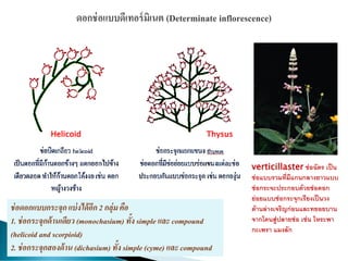 Helicoid Thysus
verticillaster ช่อฉัตร เป็น
ช่อแบบรวมที่มีแกนกลางยาวแบบ
ช่อกระจะประกอบด้วยช่อดอก
ย่อยแบบช่อกระจุกเรียงเป็นวง
ด้านล่างเจริญก่อนและทยอยบาน
จากโคนสู่ปลายช่อ เช่น โหระพา
กะเพรา แมงลัก
ช่อดอกแบบกระจุกแบ่งได้อีก 2 กลุ่มคือ
1. ช่อกระจุกด้านเดียว (monochasium) ทั้ง simple และ compound
(helicoid and scorpioid)
2. ช่อกระจุกสองด้าน (dichasium) ทั้ง simple (cyme) และ compound
 