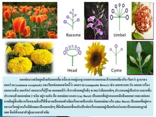 ดอกช่อบางชนิดดูคล้ายกับดอกเดี่ยวเนื่องจากอยู่บนฐานดอกรองดอกและก้านดอกเดียวกันเรียกว่า ฐานรอง
ดอกร่วม (common receptacle) และเรียกช่อดอกชนิดนี้ว่า ดอกรวม (composite flower) เช่น ดอกทานตะวัน ดอกดาวเรือง
ดอกบานชื่น ดอกรักเร่ ดอกบานไม่รู้โรย ดอกเยอบีร่า ถ้าเราสังเกตดูใกล้ๆ จะพบว่ามีดอกเล็กๆ ประกอบอยู่เป็นจานวนมากซึ่ง
ประกอบด้วยดอกย่อย 2 ชนิด อยู่รวมกัน คือ ดอกย่อยวงนอก (ray floret) เป็นดอกที่อยู่รอบนอกมีกลีบดอกยาวและแผ่ออก
อาจมีอยู่ชั้นเดียวหรือหลายชั้นก็ได้ซึ่งอาจเป็นดอกตัวเมียหรืออาจเป็นหมัน กับดอกย่อยวงใน (disc floret) เป็นดอกที่อยู่ตรง
กลางหรืออยู่รอบในมีลักษณะเป็นดอกเล็กๆ ที่มีกลีบดอกเชื่อมกันเป็นท่อหรือหลอดอยู่เบียดกันแน่นและเป็นดอกสมบูรณ์
เพศ คือมีทั้งเกสรตัวผู้และเกสรตัวเมีย
Raceme Umbel
Head Cyme
 