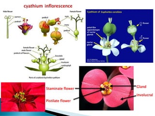 cyathium inflorescence
Staminate flower
Pistilate flower
Gland
involucral
 