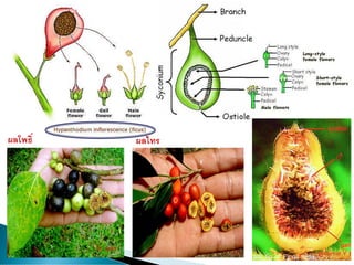 ผลไทรผลโพธิ์
 
