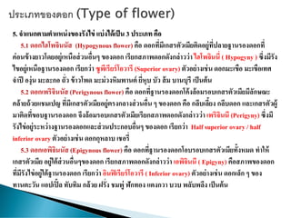 5. จาแนกตามตาแหน่งของรังไข่ แบ่งได้เป็น 3 ประเภท คือ
5.1 ดอกไฮโพจินนัส (Hypogynous flower) คือ ดอกที่มีเกสรตัวเมียติดอยู่ที่ปลายฐานรองดอกที่
ค่อนข้างยาวโดยอยู่เหนือส่วนอื่นๆ ของดอก เรียกสภาพดอกดังกล่าวว่าไฮโพจินนี่ ( Hypogyny ) ซึ่งมีรัง
ไขอยู่เหนือฐานรองดอก เรียกว่า ซูพีเรียร์โอวารี (Superior ovary) ตัวอย่างเช่นดอกมะเขือ มะเขือเทศ
จาปี องุ่น มะละกอ ถั่ว ข้าวโพด มะม่วงหิมพานต์ ยี่หุบ บัว ส้ม บานบุรี เป็นต้น
5.2 ดอกเพริจินนัส (Perigynous flower) คือ ดอกที่ฐานรองดอกโค้งล้อมรอบเกสรตัวเมียมีลักษณะ
คล้ายถ้วยแชมเปญ ที่มีเกสรตัวเมียอยู่ตรงกลางส่วนอื่น ๆ ของดอก คือ กลีบเลี้ยง กลีบดอก และเกสรตัวผู้
มาติดที่ขอบฐานรองดอก จึงล้อมรอบเกสรตัวเมียเรียกสภาพดอกดังกล่าวว่า เพริจินนี (Perigyny) ซึ่งมี
รังไข่อยู่ระหว่างฐานรองดอกและส่วนประกอบอื่นๆ ของดอก เรียกว่า Half superior ovary / half
inferior ovary ตัวอย่างเช่นดอกกุหลาบ เชอรี่
5.3 ดอกเอพิจินนัส (Epigynous flower) คือ ดอกที่ฐานรองดอกโอบรอบเกสรตัวเมียทั้งหมด ทาให้
เกสรตัวเมีย อยู่ใต้ส่วนอื่นๆของดอก เรียกสภาพดอกดังกล่าวว่า เอพิจินนี ( Epigyny) คือสภาพของดอก
ที่มีรังไข่อยู่ใต้ฐานรองดอก เรียกว่า อินฟิเรียร์โอวารี ( Inferior ovary) ตัวอย่างเช่น ดอกเล็ก ๆ ของ
ทานตะวัน แอปเปิ้ล ทับทิม กล้วย ฝรั่ง ชมพู่ ฟักทอง แตงกวา บวบ พลับพลึง เป็นต้น
 