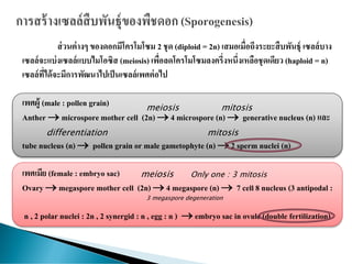 ส่วนต่างๆ ของดอกมีโครโมโซม 2 ชุด (diploid = 2n) เสมอเมื่อถึงระยะสืบพันธุ์ เซลล์บาง
เซลล์จะแบ่งเซลล์แบบไมโอซิส (meiosis) เพื่อลดโครโมโซมลงครึ่งหนึ่งเหลือชุดเดียว (haploid = n)
เซลล์ที่ได้จะมีการพัฒนาไปเป็นเซลล์เพศต่อไป
เพศผู้ (male : pollen grain)
Anther → microspore mother cell (2n) → 4 microspore (n) → generative nucleus (n) และ
tube nucleus (n) → pollen grain or male gametophyte (n) → 2 sperm nuclei (n)
เพศเมีย (female : embryo sac)
Ovary → megaspore mother cell (2n) → 4 megaspore (n) → 7 cell 8 nucleus (3 antipodal :
n , 2 polar nuclei : 2n , 2 synergid : n , egg : n ) → embryo sac in ovule (double fertilization)
mitosismeiosis
mitosisdifferentiation
Only one : 3 mitosis
3 megaspore degeneration
meiosis
 
