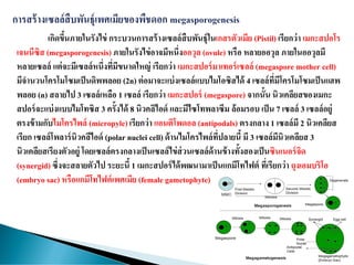 เกิดขึ้นภายในรังไข่ กระบวนการสร้างเซลล์สืบพันธุ์ในเกสรตัวเมีย (Pistil) เรียกว่า เมกะสปอโร
เจนนีซิส (megasporogenesis)ภายในรังไข่อาจมีหนึ่งออวุล (ovule) หรือ หลายออวุล ภายในออวุลมี
หลายเซลล์ แต่จะมีเซลล์หนึ่งที่มีขนาดใหญ่ เรียกว่า เมกะสปอร์มาเทอร์เซลล์ (megaspore mother cell)
มีจานวนโครโมโซมเป็นดิพพลอย (2n) ต่อมาจะแบ่งเซลล์แบบไมโอซิสได้ 4 เซลล์ที่มีโครโมโซมเป็นแฮพ
พลอย (n) สลายไป 3 เซลล์เหลือ 1 เซลล์ เรียกว่า เมกะสปอร์ (megaspore) จากนั้น นิวเคลียสของเมกะ
สปอร์จะแบ่งแบบไมโทซิส 3 ครั้งได้ 8 นิวคลิไอด์ และมีไซโทพลาซึม ล้อมรอบ เป็น 7 เซลล์ 3 เซลล์อยู่
ตรงข้ามกับไมโครไพล์ (micropyle)เรียกว่า แอนติโพดอล (antipodals) ตรงกลาง 1 เซลล์มี 2 นิวเคลียส
เรียก เซลล์โพลาร์นิวคลีไอด์ (polar nuclei cell) ด้านไมโครไพล์ที่ปลายนี้ มี 3 เซลล์มีนิวเคลียส 3
นิวเคลียสเรียงตัวอยู่ โดยเซลล์ตรงกลางเป็นเซลล์ไข่ส่วนเซลล์ด้านข้างทั้งสองเป็นซินเนอร์จิด
(synergid) ซึ่งจะสลายตัวไป ระยะนี้ 1 เมกะสปอร์ได้พฒนามาเป็นแกมีโทไฟต์ ที่เรียกว่า ถุงเอมบริโอ
(embryo sac) หรือแกมีโทไฟต์เพศเมีย (female gametophyte)
 