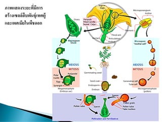 ภาพแสดงระยะที่มีการ
สร้างเซลล์สืบพันธุ์เพศผู้
และเพศเมียในพืชดอก
 