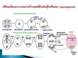 เปรียบเทียบกระบวนการสร้างเซลล์สืบพันธุ์ในพืชดอก (sporogenesis)
 