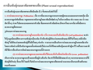 การสืบพันธุ์แบบอาศัยเพศของพืชมีเมล็ด มี2 ขั้นตอนดังต่อไปนี้
1. การถ่ายละอองเรณู ( Pollination ) คือ การที่ละอองเรณูจากเกสรเพศผู้ตกลงบนยอดเกสรเพศเมีย เมื่อ
ละอองเรณูแก่เต็มที่และ หลุดออกจากอับเรณูโดยอาศัยปัจจัยต่างๆ ในสิ่งแวดล้อม เช่น แมลง ลม น้า และ
สัตว์อื่นๆ นาพาไปตกลงบนยอดเกสรตัวเมีย ที่ยอดเกสรตัวเมียมักจะมีขนหรือยางเหนียวเพื่อยึดเกาะ
ละอองเรณูที่ตกลงมา
รูปแบบการถ่ายละอองเรณู
(1) การถ่ายละอองเรณูในดอกเดียวกัน หรือ คนละดอกในต้นเดียวกัน (self pollination) จะทา
ให้รุ่นลูกมีสมบัติทางกรรมพันธุ์เหมือนเดิม ถ้าเป็นพันธุ์ดีก็จะถ่ายทอดลักษณะที่ดีไปเรื่อยๆ แต่ถ้าเป็น
พันธุ์ ไม่ดีก็จะถ่ายทอดพันธุ์ที่ไม่ดีเรื่อยๆ เช่นกัน เราสามารถป้องกันการถ่ายละอองเรณูในดอกเดียวกัน
โดยการตัดส่วนที่เป็นอับเรณูออกตั้งแต่ดอกยังไม่บานหรือใช้พลาสติกหุ้มเกสรตัวผู้เอาไว้ แต่ในธรรมชาติ
ก็มีวิธีการป้องกันการเกิดถ่ายละอองเรณูแบบนี้ส่วนมาก
(2) การถ่ายละอองเรณูคนละดอกของต้นไม้คนละต้นในพืชชนิดเดียวกัน (cross pollination)
เป็นการถ่าย ละอองเรณูแบบข้ามดอกที่อยู่ต่างต้นกัน ก็จะทาให้พืชมีลักษณะต่างๆ หลากหลายและอาจได้
พันธุ์พืชใหม่ๆ ขึ้นมาได้ โดยทั่วไปแล้วการถ่ายละอองเรณูของพืชดอกส่วนมากจะเป็นแบบข้ามต้นและ
แบบข้ามดอก
 