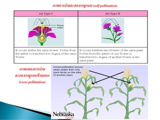 ภาพการถ่ายละอองเรณูแบบ (self pollination)
ภาพแสดงการถ่าย
ละอองเรณูแบบข้ามดอก
(cross pollination)
 