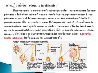 เมื่อละอองเรณูตกลงบนยอดเกสรเพศเมีย ละอองเรณูจะดูดน้าหวานจากยอดเกสรเพศเมียจนงอก
pollen tube ลงในเนื้อเยื่อของยอดและก้านของเกสรเพศเมีย โดยการควบคุมของ tube nucleus ส่วนของ
pollen tube จะงอกผ่าน เข้าไปทางชอง micropyle ของออวุล และ tube nucleus ก็สลายไป เหลือเพียง
generative nucleus ที่มีการแบ่ง เซลล์แบบ mitosis ได้เป็น sperm cell 2 เซลล์ แล้วหลังจากนั้น tube ก็จะ
งอกผ่านเนื้อเยื่อ nucellus เข้าสู่ภายใน embryo sac เมื่อปลาย tube แตกออก สเปิร์มตัวหนึ่งจะเข้าผสมกับ
egg เกิดเป็น zygote มีโครโมโซม 2 ชด (2n) ส่วน สเปิร์มอีกหนึ่งตัวจะเข้าผสมกับ polar nucleus เกิดเป็น
endosperm มีโครโมโซม 3 ชุด (3n) ซึ่งการผสมของนิวเคลียส ที่เกิดขึ้นสองครั้ง เรียกว่า ปฏิสนธิซ้อน
(double fertilization) สาหรับ antipodal และ synergid จะสลายไป
 