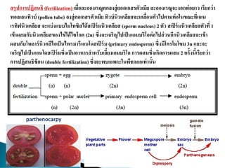 สรุปการปฏิสนธิ (fertilization) เมื่อละอองเรณูตกลงสู่ยอดเกสรตัวเมียละอองเรณูจะงอกท่อยาว เรียกว่า
พอลเลนทิวบ์ (pollen tube) ลงสู่คอเกสรตัวเมีย ทิวบ์นิวเคลียสจะเคลื่อนตัวไปตามท่อในขณะที่เจเน
เรทิฟนิวเคลียส จะแบ่งแบบไมโทซิสได้สเปิร์มนิวเคลียส (sperm nucleus) 2 ตัว สเปิร์มนิวเคลียสตัวที่ 1
เข้าผสมกับนิวเคลียสของไข่ได้ไซโกต (2n) ซึ่งจะเจริญไปเป็นเอมบริโอต่อไปส่วนอีกนิวเคลียสจะเข้า
ผสมกับโพลาร์นิวคลีไอเป็นไพรมารีเอนโดสเปิร์ม (primary endosperm) ซึ่งมีโครโมโซม 3n และจะ
เจริญไปเป็นเอนโดสเปิร์มซึ่งเป็นอาหารสาหรับเลี้ยงเอมบริโอ การผสมซึ่งเกิดการผสม 2 ครั้งนี้เรียกว่า
การปฏิสนธิซ้อน (double fertilization) ซึ่งจะพบเฉพาะในพืชดอกเท่านั้น
parthenocarpy
 