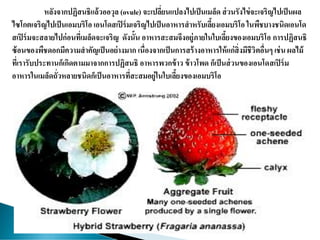หลังจากปฏิสนธิแล้วออวุล (ovule) จะเปลี่ยนแปลงไปเป็นเมล็ด ส่วนรังไข่จะเจริญไปเป็นผล
ไซโกตเจริญไปเป็นเอมบริโอ เอนโดสเปิร์มเจริญไปเป็นอาหารสาหรับเลี้ยงเอมบริโอ ในพืชบางชนิดเอนโด
สเปิร์มจะสลายไปก่อนที่เมล็ดจะเจริญ ดังนั้น อาหารสะสมจึงอยู่ภายในใบเลี้ยงของเอมบริโอ การปฏิสนธิ
ซ้อนของพืชดอกมีความสาคัญเป็นอย่างมาก เนื่องจากเป็นการสร้างอาหารให้แก่สิ่งมีชีวิตอื่นๆ เช่น ผลไม้
ที่เรารับประทานก็เกิดตามมาจากการปฏิสนธิ อาหารพวกข้าว ข้าวโพด ก็เป็นส่วนของเอนโดสเปิร์ม
อาหารในเมล็ดถั่วหลายชนิดก็เป็นอาหารที่สะสมอยู่ในใบเลี้ยงของเอมบริโอ
 