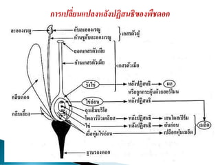 การเปลี่ยนแปลงหลังปฏิสนธิของพืชดอก
 