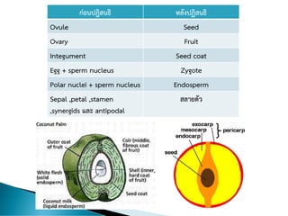 ก่อนปฎิสนธิ หลังปฏิสนธิ
Ovule Seed
Ovary Fruit
Integument Seed coat
Egg + sperm nucleus Zygote
Polar nuclei + sperm nucleus Endosperm
Sepal ,petal ,stamen
,synergids และ antipodal
สลายตัว
 