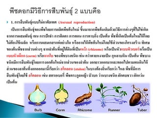  1. การสืบพันธุ์แบบไม่อาศัยเพศ (Asexual reproduction)
เป็นการสืบพันธุ์ของพืชโดยการผลิตพืชต้นใหม่ ขึ้นมาจากพืชต้นเดิมด้วยวิธีการต่างๆที่ไม่ใช่เกิด
จากการผสมพันธุ์ เชน การปักชา การติดตา การตอน การทาบกิ่ง เป็นต้น พืชที่เกิดเป็นต้นใหม่ได้โดย
ไม่ต้องใช้เมล็ด หรือการผสมเกสรแต่อย่างใด หรืออาจได้พืชต้นใหม่โดยใช้ส่วนของโครงสร้าง พิเศษ
ของต้นพืชจากส่วนต่างๆ จากลาต้นที่อยู่ใต้ดินที่เป็นเหง้า (rhizome) หรือเป็นหัวแบบทิวเบอร์หรือเป็น
แบบหัวเผือก (corm) หรือจากใบ ของพืชบางชนิด เช่น คว่าตายหงายเป็น กุหลาบหิน เป็นต้น พืชบาง
ชนิดมีการสืบพันธุ์โดยการงอกต้นใหม่จากส่วนของลาต้น งอกยาวออกมาและทอดไปตามพนดินได้
ส่วนของลาต้นที่งอกออกมานี้เรียกว่า สโตลอน (stolon) ในบางท้องถิ่นเรียกว่า ไหล พืชที่มีการ
สืบพันธุ์โดยใช้ สโตลอน เช่น สตรอเบอรี่ พืชตระกูลหญ้า บัวบก ว่านบางชนิด ผักตบชวา ผักแว่น
เป็นต้น
 