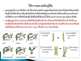  การทาบกิ่ง คือ การนาต้นพืช 2 ต้น ที่ต่างกันและยังมีรากอยู่มาเชื่อต่อกิ่งกัน โดยนากิ่งต้นตอไปทาบกับกิ่ง
พันธุ์ดี ซึ่งเมื่อกิ่งทั้งสองเชื่อมติดกันดีแล้ว จึงตัดกิ่งพันธุ์ดีออกจากต้นเดิม ซึ่งต้นตอที่นามาทาบกิ่งจะทา
หน้าที่เป็นระบบรากให้กับกิ่งพันธุ์ดี พืชที่นิยมใช้วิธีแบบนี้ ได้แก่ มะม่วง มะขาม ขนุน ทุเรียน เป็นต้น
 การเสียบยอด คือ การนายอดของพืชที่เป็นพันธุ์ดีมาติด ต่อ หรือสอดเข้ากับพืชอีกต้นหนึ่ง ซึ่งเมื่อรอย
แผลที่ต่อเชื่อมติดกันดีแล้ว พืชทั้งสองชนิดนี้จะเจริญเติบโตเป็นต้นเดียวกัน นิยมใช้แพร่หลายและได้ผลดี
กับทั้งไม้ผลและไม้ประดับ เช่น มะม่วง ขนุน เฟื่องฟ้า ชบา โกศล เป็นต้น
 
