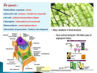 พืช (plant) :
Multicellular organism : tissue
eukaryotic cell : nucleus / membrane organelle
cell wall ; cellulose/hemicellulose/lignin
Chloroplast : chlorophyll a,b/carotenoid
Photosynthesis : autotroph/producer
Alternation of generation : Embryo development
 