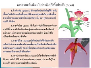 5. ริ้วประดับ (epicalyx) เป็นกลุ่มใบประดับที่อยู่ใต้วงกลีบ
เลี้ยงหรือติดกับวงกลีบเลี้ยงและมีลักษณะคล้ายคลึงกับวงกลีบเลี้ยง
มากหรืออาจลดขนาดเป็นริ้วเล็กๆ สีเขียว เช่น ชบา พู่ระหง สตรอว์
เบอร์รี่ เป็นต้น
6. กาบช่อย่อย (glume) เป็นใบประดับที่มีลักษณะแข็งมาก
อาจมีสีน้าตาลหรือสีเหลืองอ่อนหุ้มดอกแต่ละดอก พบในพืชวงศ์
หญ้าและวงศ์กก เช่น กาบแข็งหุ้มดอกย่อยของข้าว ซึ่งต่อไปคือ
เปลือกข้าวหรือแกลบ เป็นต้น
7. กาบรูปถ้วย (cupule) เป็นใบประดับที่มีลักษณะเป็น
เกล็ดแข็งจานวนมากซ้อนกันหลายชั้นและเชื่อมติดกันเป็นแผ่นเดียว
ที่มีลักษณะแข็งคล้ายไม้ ทาหน้าที่รองรับดอกและปรากฏต่อมาจน
ดอกกลายเป็นผล พบในพืชวงศ์ก่อ
8. แผ่นบางและแห้ง (scarious) เป็นใบประดับขนาดเล็กมี
ลักษณะบางใสไม่มีสี พบในดอกย่อยของช่อดอก เช่น บานไม่รู้โรย
หงอนไก่ ดอกเพศเมียของข้าวโพด เป็นต้น
 