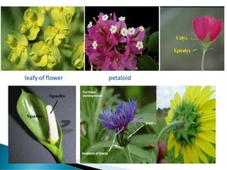 leafy of flower petaloid
 