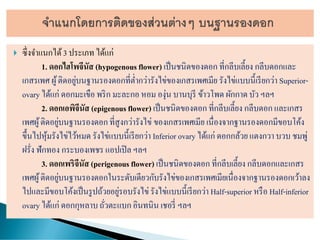  ซึ่งจาแนกได้3 ประเภท ได้แก่
1. ดอกไฮโพจีนัส (hypogenousflower) เป็นชนิดของดอก ที่กลีบเลี้ยง กลีบดอกและ
เกสรเพศ ผู้ติดอยู่บนฐานรองดอกที่ต่ากว่ารังไข่ของเกสรเพศเมีย รังไข่แบบนี้เรียกว่า Superior-
ovary ได้แก่ ดอกมะเขือ พริก มะละกอหอม องุ่น บานบุรี ข้าวโพด ผักกาด บัว ฯลฯ
2. ดอกเอพิจีนัส (epigenousflower) เป็นชนิดของดอก ที่กลีบเลี้ยง กลีบดอก และเกสร
เพศผู้ติดอยู่บนฐานรองดอกที่สูงกว่ารังไข่ ของเกสรเพศเมีย เนื่องจากฐานรองดอกมีขอบโค้ง
ขึ้นไปหุ้มรังไข่ไว้หมด รังไข่แบบนี้เรียกว่า Inferior ovary ได้แก่ ดอกกล้วยแตงกวา บวบ ชมพู่
ฝรั่ง ฟักทอง กระบองเพชร แอปเปิล ฯลฯ
3. ดอกเพริจีนัส (perigenous flower) เป็นชนิดของดอก ที่กลีบเลี้ยง กลีบดอกและเกสร
เพศผู้ติดอยู่บนฐานรองดอกในระดับเดียวกับรังไข่ของเกสรเพศเมียเนื่องจากฐานรองดอกเว้าลง
ไปและมีขอบโค้งเป็นรูปถ้วยอยู่รอบรังไข่ รังไข่แบบนี้เรียกว่า Half-superior หรือ Half-inferior
ovary ได้แก่ ดอกกุหลาบถั่วตะแบกอินทนิน เชอรี่ ฯลฯ
 