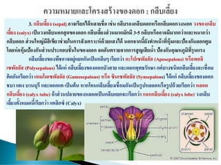 3. กลีบเลี้ยง (sepal) อาจเรียกได้หลายชื่อ เช่น กลีบรองกลีบดอกหรือกลีบดอกวงนอก วงของกลีบ
เลี้ยง (calyx) เป็นวงกลีบนอกสุดของดอก กลีบเลี้ยงส่วนมากมักมี 3-5 กลีบหรืออาจมีมากกว่าและหนากว่า
กลีบดอก ส่วนใหญ่มีสีเขียวช่วยในการสังเคราะห์ด้วยแสงได้ นอกจากนี้ยังทาหน้าที่หุ้มและป้องกันดอกตูม
โดยห่อหุ้มป้องกันส่วนประกอบชั้นในของดอก ลดอันตรายจากการสูญเสียน้า ป้องกันอุณหภูมิที่รุนแรง
กลีบเลี้ยงของพืชอาจอยู่แยกกันเป็นกลีบๆ เรียกว่า อะโปเซพัลลัส (Aposepalous) หรือพอลิ
เซพัลลัส (Polysepalous) ได้แก่ กลีบเลี้ยงของดอกบัวสาย และดอกพุทธรักษา แต่บางชนิดกลีบเลี้ยงจะเชื่อม
ติดกันเรียกว่า แกมโมเซพัลลัส (Gamosepalous) หรือ ซินเซพัลลัส (Synsepalous) ได้แก่ กลีบเลี้ยงของดอก
ชบา แตง บานบุรี และดอกแค เป็นต้น หากโคนกลีบเลี้ยงเชื่อมกันเป็นรูปหลอดหรือรูปถ้วยเรียกว่า หลอด
กลีบเลี้ยง (calyx tube) ถ้าส่วนปลายของหลอดเป็นกลีบแยกจะเรียกว่า แฉกกลีบเลี้ยง (calyx lobe) วงกลีบ
เลี้ยงทั้งหมดนี้เรียกว่า แคลิกซ์ (Calyx)
 