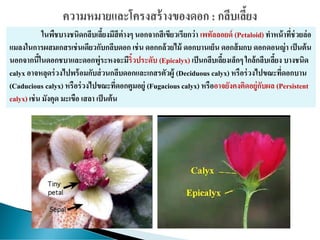 ในพืชบางชนิดกลีบเลี้ยงมีสีต่างๆ นอกจากสีเขียวเรียกว่า เพทัลลอยด์ (Petaloid) ทาหน้าที่ช่วยล่อ
แมลงในการผสมเกสรเช่นเดียวกับกลีบดอก เช่น ดอกกล้วยไม้ ดอกบานเย็น ดอกส้มกบ ดอกดอนญ่า เป็นต้น
นอกจากนี้ในดอกชบาและดอกพู่ระหงจะมีริ้วประดับ (Epicalyx) เป็นกลีบเลี้ยงเล็กๆ ใกล้กลีบเลี้ยง บางชนิด
calyx อาจหลุดร่วงไปพร้อมกับส่วนกลีบดอกและเกสรตัวผู้ (Deciduous calyx) หรือร่วงไปขณะที่ดอกบาน
(Caducious calyx) หรือร่วงไปขณะที่ดอกตูมอยู่ (Fugacious calyx) หรืออาจยังคงติดอยู่กับผล (Persistent
calyx) เช่น มังคุด มะเขือ เสลา เป็นต้น
 