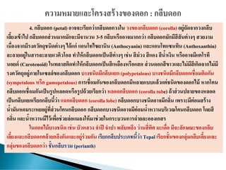 4. กลีบดอก (petal) อาจจะเรียกว่ากลีบดอกวงใน วงของกลีบดอก (corolla) อยู่ถัดจากวงกลีบ
เลี้ยงเข้าไป กลีบดอกส่วนมากมักจะมีจานวน 3-5 กลีบหรืออาจมากกว่า กลีบดอกมักมีสีสันต่างๆ สวยงาม
เนื่องจากมีรงควัตถุชนิดต่างๆ ได้แก่ แอนโทไซยานิน (Anthocyanin) และแอนโทแซนทิน (Anthoxanthin)
ละลายอยู่ในสารละลายแวคิวโอล ทาให้กลีบดอกเป็นสีต่างๆ เช่น สีม่วง สีแดง สีน้าเงิน หรืออาจมีแคโรที
นอยด์ (Carotenoid) ในพลาสติดทาให้กลีบดอกเป็นสีเหลืองหรือแสด ส่วนดอกสีขาวและไม่มีสีเกิดจากไม่มี
รงควัตถุอยู่ภายในเซลล์ของกลีบดอก บางชนิดมีกลีบแยก (polypetalous) บางชนิดมีกลีบดอกเชื่อมติดกัน
(sympetalous หรือ gamopetalous) การเชื่อมกันของกลีบดอกมีหลายแบบแล้วแต่ชนิดของดอกไม้ หากโคน
กลีบดอกเชื่อมกันเป็นรูปหลอดหรือรูปถ้วยเรียกว่า หลอดกลีบดอก (corollatube) ถ้าส่วนปลายของหลอด
เป็นกลีบแยกเรียกกลีบนี้ว่า แฉกกลีบดอก (corolla lobe) กลีบดอกบางชนิดอาจมีกลิ่น เพราะมีต่อมสร้าง
น้ามันหอมระเหยอยู่ที่ส่วนโคนกลีบดอก กลีบดอกบางชนิดอาจมีต่อมน้าหวานบริเวณโคนกลีบดอก โดยสี
กลิ่น และน้าหวานมีไว้เพื่อช่วยล่อแมลงให้มาช่วยในกระบวนการถ่ายละอองเกสร
ในดอกไม้บางชนิด เช่น บัวหลวง จาปี จาปา พลับพลึง ว่านสี่ทิศ มะเดื่อ มีจะลักษณะของกลีบ
เลี้ยงและกลีบดอกคล้ายคลึงกันและอยู่ร่วมกัน เรียกกลีบประเภทนี้ว่า Tepal เรียกชั้นของกลุ่มกลีบเลี้ยงและ
กลุ่มของกลีบดอกว่า ชั้นกลีบรวม (perianth)
 