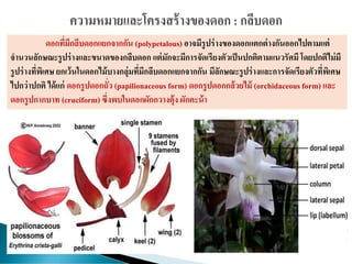 ดอกที่มีกลีบดอกแยกจากกัน (polypetalous) อาจมีรูปร่างของดอกแตกต่างกันออกไปตามแต่
จานวนลักษณะรูปร่างและขนาดของกลีบดอก แต่มักจะมีการจัดเรียงตัวเป็นปกติตามแนวรัศมี โดยปกติไม่มี
รูปร่างที่พิเศษ ยกเว้นในดอกไม้บางกลุ่มที่มีกลีบดอกแยกจากกัน มีลักษณะรูปร่างและการจัดเรียงตัวที่พิเศษ
ไปกว่าปกติ ได้แก่ ดอกรูปดอกถั่ว (papilionaceous form) ดอกรูปดอกกล้วยไม้ (orchidaceous form) และ
ดอกรูปกากบาท (cruciform) ซึ่งพบในดอกผักกวางตุ้ง ผักคะน้า
 