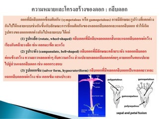 ดอกที่มีกลีบดอกเชื่อมติดกัน (sympetalous หรือ gamopetalous) อาจมีลักษณะรูปร่างที่แตกต่าง
กันไปได้หลายแบบเช่นกันขึ้นกับลักษณะการเชื่อมติดกันของหลอดกลีบดอกและแฉกกลีบดอก ทาให้เกิด
รูปทรงของดอกแตกต่างกันไปหลายแบบ ได้แก่
(1) รูปกงล้อ (rotate, wheel-shaped) กลีบดอกที่มีกลีบหลอดดอกสั้นและแฉกกลีบดอกแผ่กว้าง
เรียงกันคล้ายวงล้อ เช่น ดอกมะเขือ มะแว้ง
(2) รูประฆัง (campanulate, bell-shaped) กลีบดอกที่มีลักษณะคล้ายระฆัง หลอดกลีบดอก
ค่อนข้างกว้าง ความยาวหลอดเท่าๆ กับความกว้าง ส่วนปลายหลอดกลีบดอกค่อยๆ ผายออกในตอนปลาย
ไปสู่ส่วนแฉกกลีบดอก เช่น ดอกกระสอบ
(3) รูปดอกเข็ม (salver form, hypocrateriform) กลีบดอกที่มีหลอดกลีบดอกเป็นหลอดยาวและ
แฉกกลีบดอกแผ่กว้าง เช่น ดอกเข็ม แสนประสะ
 