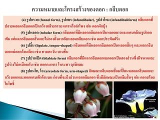 (4) รูปกรวย (funnel form), รูปแตร (infundibular), รูปลาโพง (infundibuliform) กลีบดอกที่
ปลายหลอดกลีบดอกเปิดกว้างคล้ายกรวย แตรหรือลาโพง เช่น ดอกผักบุ้ง
(5) รูปหลอด (tubular form) กลีบดอกที่มีหลอดกลีบดอกเป็นหลอดยาวและแคบคล้ายรูปดอก
เข็ม แต่แฉกกลีบดอกสั้นและไม่กางตั้งฉากกับหลอดกลีบดอก เช่น ดอกประทัดฝรั่ง
(6) รูปลิ้น (ligulate, tongue-shaped) กลีบดอกที่มีหลอดกลีบดอกเป็นหลอดสั้นๆ และแฉกกลีบ
ดอกแผ่ออกด้านเดียว เช่น ทานตะวัน บานชื่น
(7) รูปปากเปิด (bilabiate form) กลีบดอกที่มีแฉกกลีบดอกแยกออกเป็นสองส่วนซึ่งมีขนาดและ
รูปร่างไม่เหมือนกัน เช่น ดอกกะเพรา โหระพา ฤาษีผสม
(8) รูปคนโท, โถ (urceolate form, urn-shaped) ลักษณะกลีบดอกเชื่อมที่โคนหลอดกลีบดอกจะ
กว้างออกและคอดแคบเข้าด้านบน ก่อนที่จะถึงส่วนแฉกกลีบดอก ซึ่งมีลักษณะเป็นกลีบสั้นๆ เช่น ดอกสร้อย
ใบโพธิ์
 