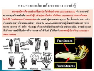 เกสรเพศผู้ของพืชบางชนิดเปลี่ยนแปลงไปคล้ายกลีบดอก (petaloid stamen) เช่น เกสรเพศผู้
ของดอกพุทธรักษา เป็นต้น เกสรตัวผู้ส่วนใหญ่แยกเป็นอันๆ หรืออิสระ (free stamen) แต่บางชนิดอาจ
ติดกันได้ เรียกว่า คอนเนชัน (connation) เช่น เกสรตัวผู้ของดอกชบา พู่ระหง ฝ้าย ถั่ว แค ส้ม มะนาว แก้ว
หรืออาจติดกับส่วนอื่นของดอก เรียกว่า แอดเนชัน (adnation) เช่น เกสรตัวผู้เชื่อมติดกับกลีบดอก พบใน
ดอกพุด แพงพวย ฝรั่ง ลาโพง เข็ม ยาสูบ หรือเกสรตัวผู้ติดกับเกสรตัวเมีย พบในดอกเทียน เยาพาณี ดอกรัก
เป็นต้น เกสรเพศผู้ที่ลีบเล็กจนไม่สามารถทาหน้าที่สืบพันธุ์ได้เรียกว่า เกสรเพศผู้เป็นหมัน (staminode or
sterile stamen)
 