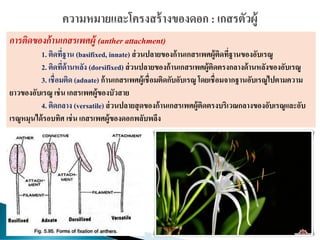 การติดของก้านเกสรเพศผู้ (anther attachment)
1. ติดที่ฐาน (basifixed, innate) ส่วนปลายของก้านเกสรเพศผู้ติดที่ฐานของอับเรณู
2. ติดที่ด้านหลัง (dorsifixed) ส่วนปลายของก้านเกสรเพศผู้ติดตรงกลางด้านหลังของอับเรณู
3. เชื่อมติด (adnate) ก้านเกสรเพศผู้เชื่อมติดกับอับเรณู โดยเชื่อมจากฐานอับเรณูไปตามความ
ยาวของอับเรณู เช่น เกสรเพศผู้ของบัวสาย
4. ติดกลาง (versatile) ส่วนปลายสุดของก้านเกสรเพศผู้ติดตรงบริเวณกลางของอับเรณูและอับ
เรณูหมุนได้รอบทิศ เช่น เกสรเพศผู้ของดอกพลับพลึง
 