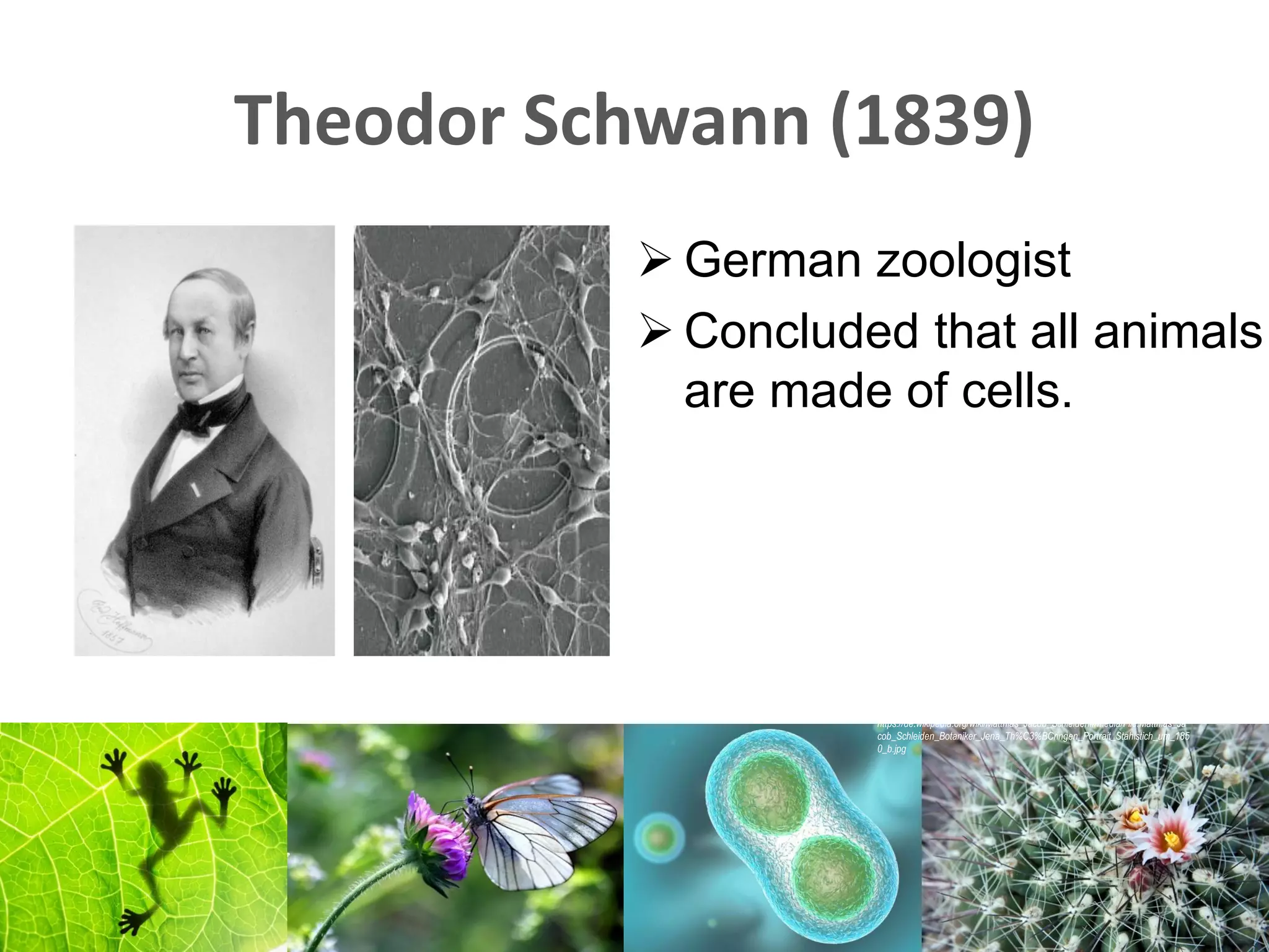 Lesson 2 The Cell | PDF