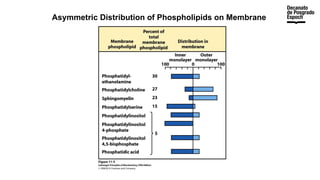 Asymmetric Distribution of Phospholipids on Membrane
 