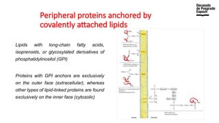 Peripheral proteins anchored by
covalently attached lipids
Lipids with long-chain fatty acids,
isoprenoids, or glycosylated derivatives of
phosphatidylinositol (GPI)
Proteins with GPI anchors are exclusively
on the outer face (extracellular), whereas
other types of lipid-linked proteins are found
exclusively on the inner face (cytosolic)
 