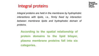 Integral proteins
Integral proteins are held in the membrane by hydrophobic
interactions with lipids, i.e., firmly fixed by interaction
between membrane lipids and hydrophobic domain of
proteins.
According to the spatial relationship of
protein domains to the lipid bilayer,
plasma membrane proteins fall into six
categories.
 