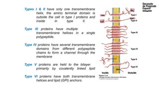 Types I & II have only one transmembrane
helix, the amino terminal domain is
outside the cell in type I proteins and
inside in type II.
Type III proteins have multiple
transmembrane helices in a single
polypeptide.
Type IV proteins have several transmembrane
domains from different polypeptide
chains to form a channel through the
membrane
Type V proteins are held to the bilayer
primarily by covalently linked lipid
Type VI proteins have both transmembrane
helices and lipid (GPI) anchors.
 