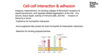 Cell-cell interaction & adhesion
Integrins: heterodimeric, for binding collagen & fibronectin receptors &
signal transducers, and regulate platelet aggregation at the site of a
wound, tissue repair, activity of immune cells, and the invasion of
tissue by a tumor
Cadherins for homophilic interaction
Immunoglobulin-like protein for both homophilic & heterophilic interaction
Selectins for binding polysaccharides.
 