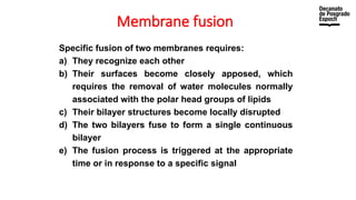 Membrane fusion
Specific fusion of two membranes requires:
a) They recognize each other
b) Their surfaces become closely apposed, which
requires the removal of water molecules normally
associated with the polar head groups of lipids
c) Their bilayer structures become locally disrupted
d) The two bilayers fuse to form a single continuous
bilayer
e) The fusion process is triggered at the appropriate
time or in response to a specific signal
 