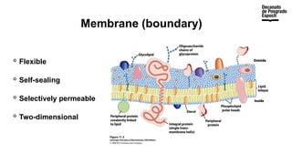 Membrane (boundary)
 Flexible
 Self-sealing
 Selectively permeable
 Two-dimensional
 