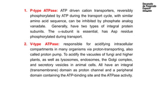 1. P-type ATPase: ATP driven cation transporters, reversibly
phosphorylated by ATP during the transport cycle, with similar
amino acid sequence, can be inhibited by phosphate analog
vanadate. Generally, have two types of integral protein
subunits. The α-subunit is essential, has Asp residue
phosphorylated during transport.
2. V-type ATPase: responsible for acidifying intracellular
compartments in many organisms via proton-transporting, also
called proton pump. To acidify the vacuoles of fungi and higher
plants, as well as lysosomes, endosomes, the Golgi complex,
and secretory vesicles in animal cells. All have an integral
(transmembrane) domain as proton channel and a peripheral
domain containing the ATP-binding site and the ATPase activity.
 