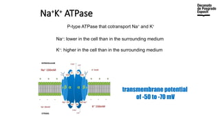 Na+
K+
ATPase
P-type ATPase that cotransport Na+
and K+
Na+
: lower in the cell than in the surrounding medium
K+
: higher in the cell than in the surrounding medium
transmembrane potential
of -50 to -70 mV
 