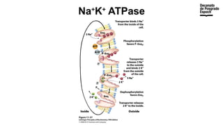 Na+
K+
ATPase
 