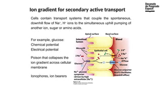 Ion gradient for secondary active transport
Cells contain transport systems that couple the spontaneous,
downhill flow of Na+
, H+
ions to the simultaneous uphill pumping of
another ion, sugar or amino acids.
For example, glucose:
Chemical potential
Electrical potential
Poison that collapses the
ion gradient across cellular
membrane
Ionophores, ion bearers
 