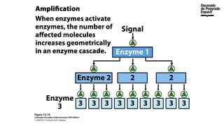 Lesson 2_Transport Process on membrane.pptx