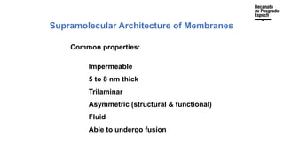 Supramolecular Architecture of Membranes
Common properties:
Impermeable
5 to 8 nm thick
Trilaminar
Asymmetric (structural & functional)
Fluid
Able to undergo fusion
 