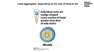 Lipid aggregates: depending on the size of head & tail
 