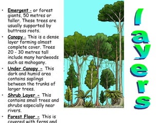 Emergent  -  or forest giants, 50 metres or taller. These trees are usually supported by buttress roots. Canopy  -  This is a dense layer forming almost complete cover. Trees 20 - 30 metres tall include many hardwoods such as mahogany. Under Canopy -   This dark and humid area contains saplings between the trunks of larger trees. Shrub Layer -   This contains small trees and shrubs especially near rivers. Forest Floor -   This is covered with ferns and a deep litter of fallen leaves layers 