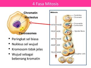 4 Fasa Mitosis




   Peringkat sel biasa
   Nukleus sel wujud
   Kromosom tidak jelas
   Wujud sebagai
    bebenang kromatin
 
